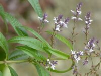 Lemon Verbena Clarity Infused Water