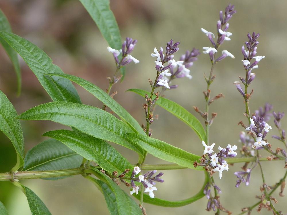 Lemon Verbena Clarity Infused Water