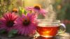 Echinacea Infusion: Comprehensive Guide to Immune Support and Preparation