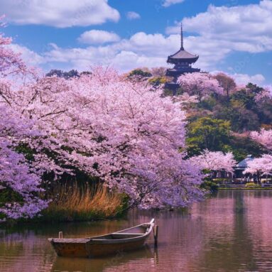 Sakura Cherry Blossom Infusion Tea