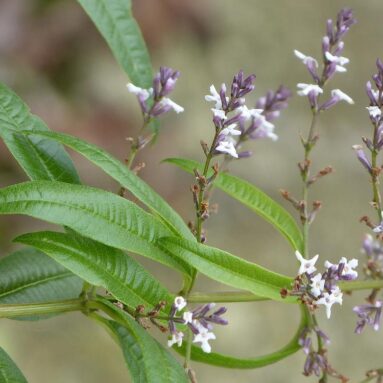 Lemon Verbena Clarity Infused Water